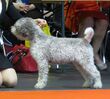 Lagotto Romagnolo in Riga 1.JPG
