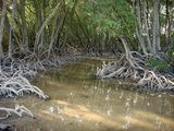 Mangrove des iles moucha.JPG