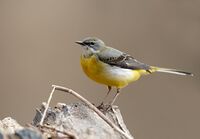 Motacilla cinerea vogelartinfo chris romeiks CHR4182.jpg