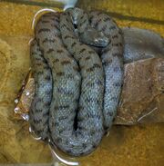 Natrix tessellata 3.jpg