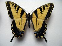 Papilio glaucus male.JPG