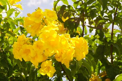 Tecoma Stans (Yellow Elder) (28894245335).jpg
