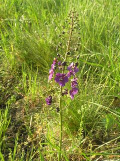 Verbascum phoeniceum1.JPG
