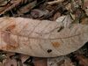 2008-02-04 Ophiocordyceps australis 8784.jpg