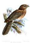 AegothelesAffinisKeulemans.jpg