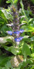 Ajuga reptans20090511 018.jpg