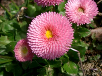 Bellis perennis2.jpg
