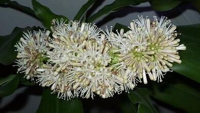 Bluete Dracaena fragrans (cropped).JPG