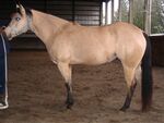 Buckskin mare left flank.jpg