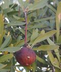Capparis loranthifolia fruit.jpg