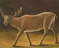 Deer. Niko Pirosmani. 1909.jpg