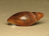 Euglandina rosea (13456605224).jpg