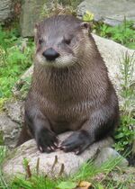 Fingal the Otter (2789770529).jpg