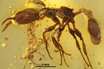 IGRBA012 Electromyrmex klebsi.jpg