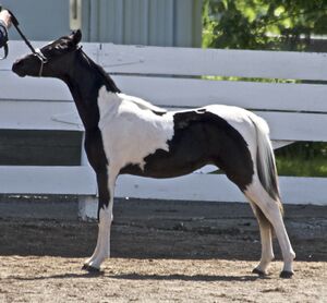 Miniature Stallion.jpg