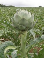 P8220094--CroppedImage.jpg
