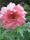 Paeonia 'Hesperus'.jpg