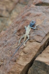 Pseudotrapelus jensvindumi.jpg