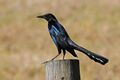 Quiscalus major -Three Lakes Wildlife Management Area, Florida, USA -male-8.jpg