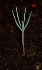 Seekiefer (Pinus halepensis) 14d 2.jpg