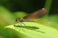 Thomas Bresson - Calopteryx virgo-1 (by).jpg