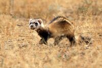 Wild steppe polecat.jpg