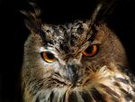 Пугач (Bubo bubo).jpg