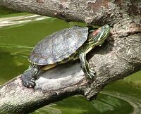 2004 04 18 Trachemys 2.jpg