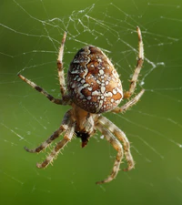 Araneus diadematus, Livorno 1.JPG