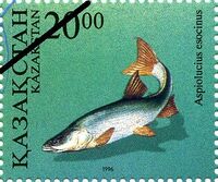 Aspiolucius esocinus.jpg