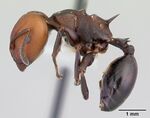 Atopomyrmex mocquerysi casent0178286 profile 1.jpg