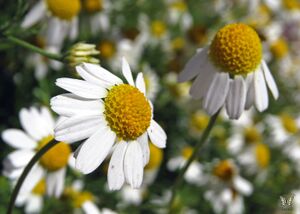 Chamomile Flowers - Flickr - Swallowtail Garden Seeds.jpg