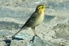 Citrine Wagtail (Moticilla citreola) 12-10-2006 1-29-57 PM.JPG