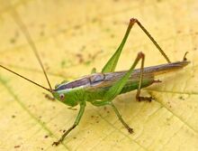 Conocephalus fuscus01.jpg