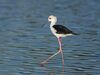 Himantopus himantopus PA021319.jpg