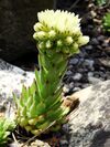 Jovibarba globifera globifera-2.JPG