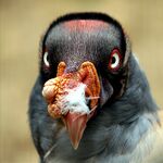 King vulture.jpg