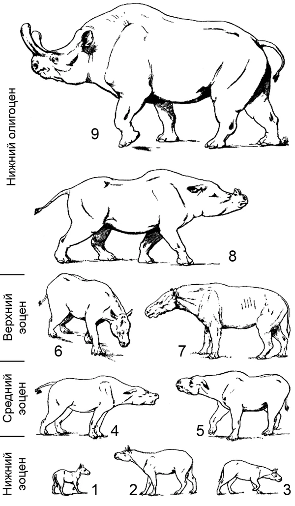 Бронтотериевые: ареал, рацион, размеры и вес — РУВИКИ