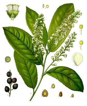 Prunus laurocerasus - Köhler–s Medizinal-Pflanzen-249.jpg