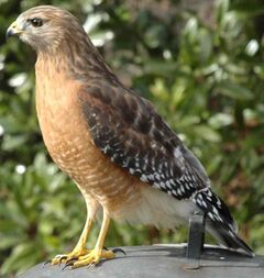 Redshoulder backyard (Suertreus).jpg