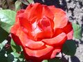 Rose Grande Amore.jpg