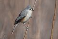 Tufted Titmouse (24611352525).jpg