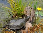Wildpark Bad Mergentheim. Europäische Sumpfschildkröte.jpg