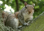2011.06.19 gray squirrel, Kensington Gardens, London, UK 008cc.jpg