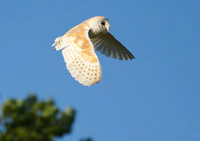 Barn Owl West Acre 1