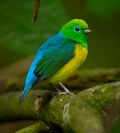 Chlorophonia cyanea Blue-naped Chlorophonia (cropped).jpg