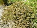 Coprosma acerosa 11.JPG