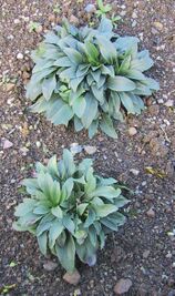 Digitalis lanata (digitale laineuse).JPG