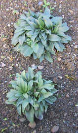 Digitalis lanata (digitale laineuse).JPG