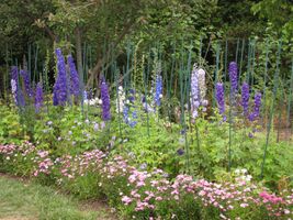 Gardenology.org-IMG 6850 hunt09jun.jpg